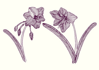 Amaryllis flower, stem with leaves and blossom, hand drawn doodle outline, sketch, vector illustration