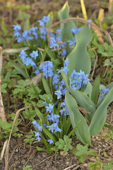 Obraz premium flowers blue snowdrops in the garden