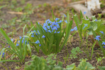 Obraz premium flowers blue snowdrops in the garden
