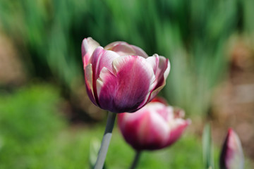 Portrait of pastel pink-white tulip flower in the spring time garden