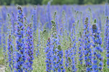 Vipers Bugloss or Blueweed (Echium vulgare) blossom field.  Blue blooming flower, natural environment.