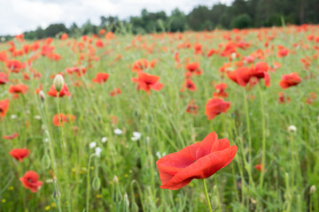 Red long-headed poppy field, blindeyes, Papaver dubium. Flower bloom in a natural environment. Blooming blossom.
