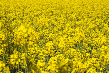 View on yellow endless rape seed field in Netherlands near Roermond