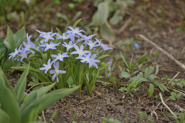 Obraz premium flowers blue snowdrops in the garden
