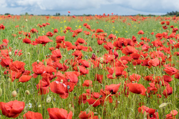 Red long-headed poppy field, blindeyes, Papaver dubium. Flower bloom in a natural environment. Blooming blossom.