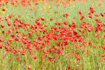 Red long-headed poppy field, blindeyes, Papaver dubium. Flower bloom in a natural environment. Blooming blossom.