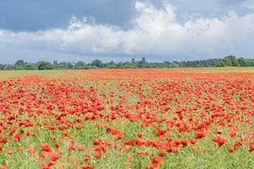 Red long-headed poppy field, blindeyes, Papaver dubium. Flower bloom in a natural environment. Blooming blossom.