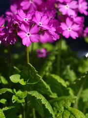 日本サクラソウの花