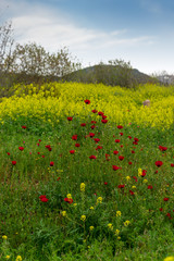Wonderful poppy field in late may