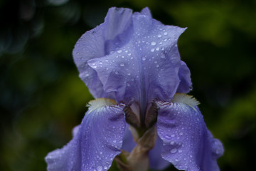 Flowers after a light shower