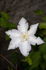 Flowers after a light shower