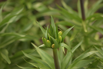 flower Lilia Fritillāria imperiālis in the garden close-up