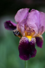 Flowers after a light shower