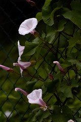 Flowers after a light shower