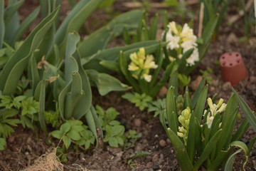 white hyacinth flowers in the garden