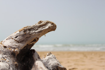 driftwood on the beach