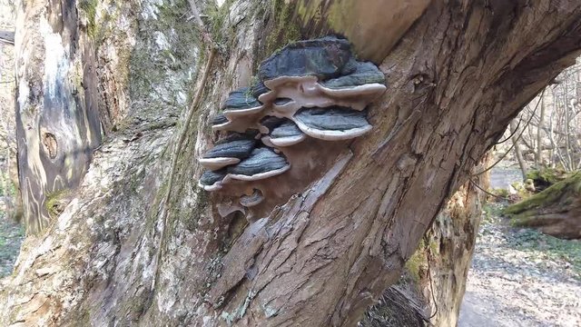 Willow bracket and fire sponge fungus growing in woods. Phellinus igniarius black mushroom on tree