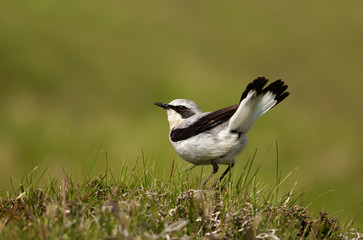 Close up of a Northern Wheatear (Oenanthe oenanthe)