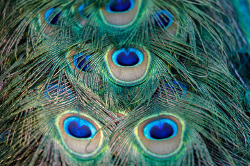 Amazing tail of a male peacock