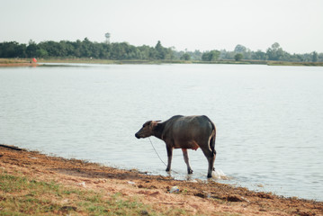 Fototapeta na wymiar Buffalo in Thailand