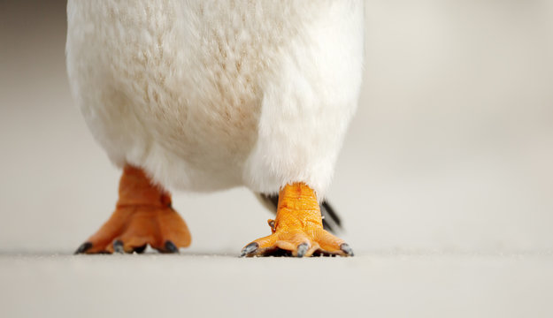 Close Up Of Gentoo Penguin Feet