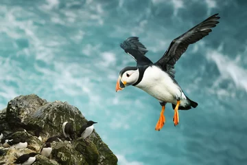 Fotobehang Papegaaiduiker Close up of Atlantic puffin in flight