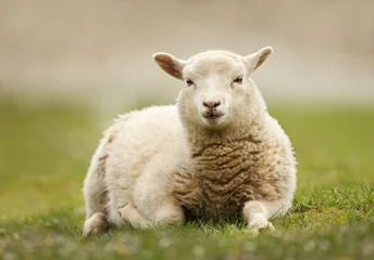 Fototapeten Nahaufnahme eines Shetland-Schafes, das auf grünem Gras liegt. © giedriius