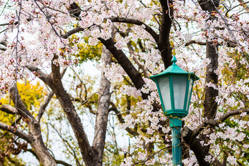 Cherry blossom in spring for background or copy space for text