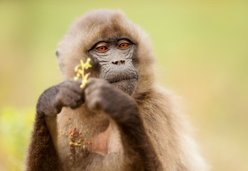 Close up of a young Gelada monkey eating grass