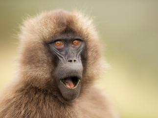 Close up of a surprised female Gelada monkey