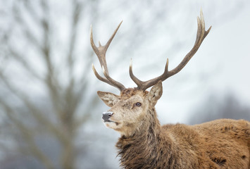 Close-up of a red deer stag in the falling snow