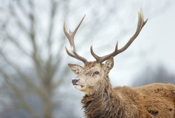 Obraz premium Close-up of a red deer stag in the falling snow