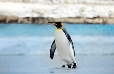 King penguin coming ashore from blue ocean water
