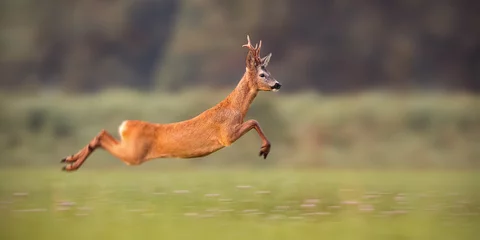 Fotobehang Reebok, capreolus capreolus, snel sprintend in de zomer. Wilde dieren rennen. Energetische beweging van herten in de wildernis met kopieerruimte. © WildMedia