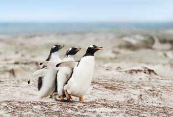 Obraz premium Gentoo penguin chicks chasing after the parent to be fed