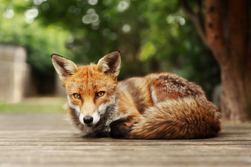 Red fox lying on a wooden patio decking