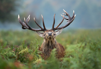 Naklejka na ściany i meble Close-up of red deer stag during rutting season