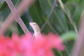 A chameleon perched behind a pink flower.