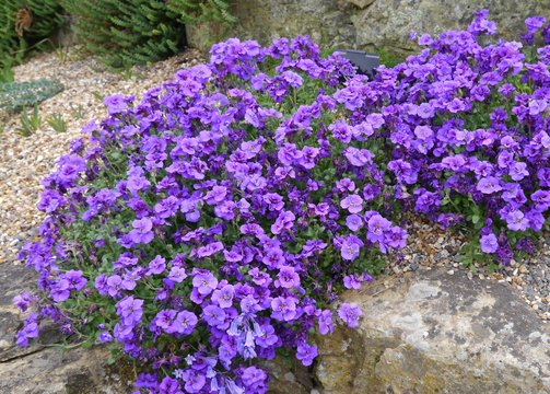 Blue Purple Flowering aubrieta gloriosa Plant