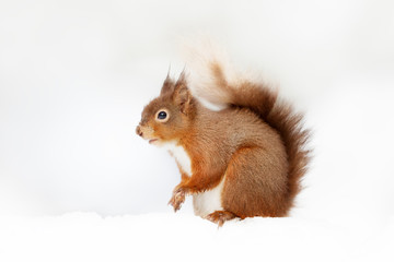 Close up of a red squirrel sitting in the snow