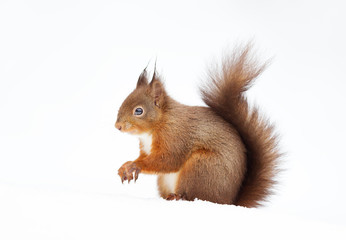 Close up of a red squirrel sitting in the snow