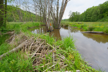 Beaver dam from european beaver (Castor fiber), Spessart, Germany, Europe © Ana Gram