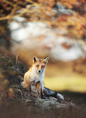 Naklejka na ściany i meble Close-up of a Red fox in autumn
