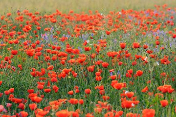 Field with Red Poppies (Papaver rhoeas), Germany, Europe