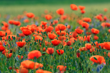 Field with Red Poppies (Papaver rhoeas), Germany, Europe