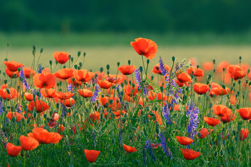 Obraz premium Pole z czerwonymi makami (Papaver rhoeas), Niemcy, Europa