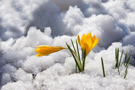 two yellow crocuses at snow background