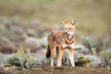 Rare and endangered Ethiopian wolf in the highlands of Bale mountains, Ethiopia