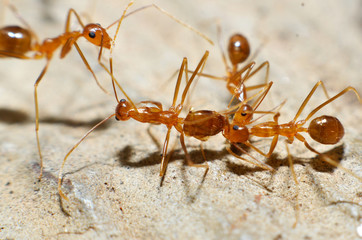Transparent brown ants with 2 antennas on the head