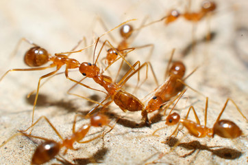 Transparent brown ants with 2 antennas on the head